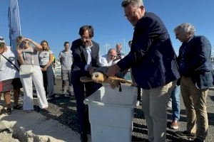 El Puerto de Alicante ha sido escenario de la vuelta al mar de una tortuga boba de 22,5 kilogramos y una gaviota reidora