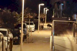 Cabanes instala un sistema para dar caza a la plaga de jabalíes en Torre la Sal