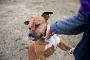 Con motivo del Día Mundial de los Animales, el Ayuntamiento viraliza la labor del Refugio Municipal y el amor por las mascotas