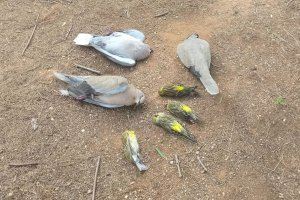 Investigan la aparición de pájaros muertos en las calles de Vila-real