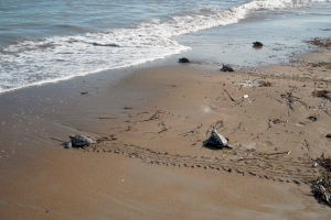 Entran al mar las últimas 30 tortugas de los nidos de Dénia