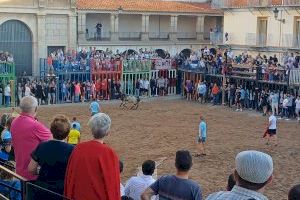 NULES EXHIBEIX DOS BOUS EN LA SEUA PRIMERA JORNADA DE BOUS AL  CARRER DE LES FESTES PATRONALS DE LA SOLEDAT