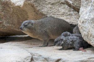 El extraño animal que da nombre a España da luz a una camada en Valencia