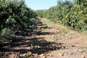 El caqui valencià, víctima d'una plaga imparable: aquesta és la milionària xifra de pèrdues per als agricultors