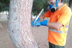 La regidoria de Parcs i Jardins de Catarroja inicia els treballs per a prevenir la processionària del pi