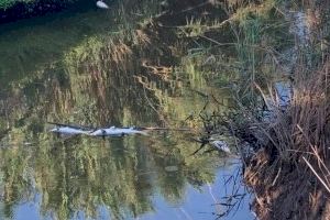 Els peixos s'ofeguen l'Almenara: Els Estanys obren les seues portes d'urgència per a frenar el desastre ambiental