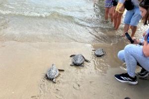 La playa del Carabassí acoge la suelta de nueve tortugas