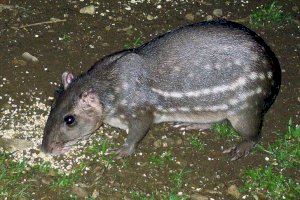 La paca de montaña, un carnívoro inesperado: Investigadores valencianos descubren que un mamífero también consume carroña