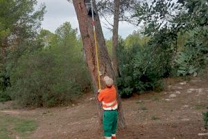 El Ayuntamiento pone “en jaque” a la procesionaria con la instalación de 61 trampas repartidas por toda Paterna