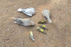 Un virus podría estar detrás de la ola de muertes de pájaros en Vila-real