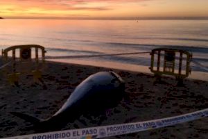 El Ayuntamiento de Benidorm está siguiendo el protocolo de actuación ante la aparición de un atún muerto en la playa de Poniente