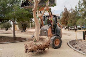 La concejalía de Medioambiente trasplanta los árboles del campo de fútbol municipal La Nía