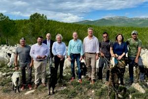 Cabras 'antifuegos' en el monte de Castellón: Así son las mejores aliadas contra los incendios