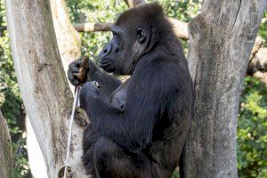 La gorila de BIOPARC Valencia que rinde homenaje al legado de Dian Fossey, cumple 25 años