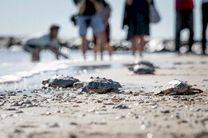 Las tortugas toman la playa de Almassora