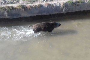 El 'Grande Hermano' lega al río Millares para vigilar la plaga más temida