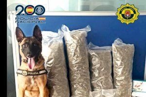 La Unidad Canina de la Policía Local interviene en una operación contra el tráfico internacional de drogas en Alicante