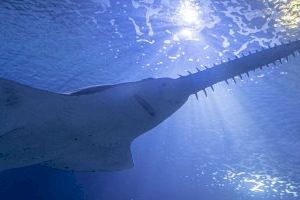 El Oceanogràfic de Valencia incorpora un animal en peligro crítico de extinción: un pez sierra de 103 kilos procedente de Francia