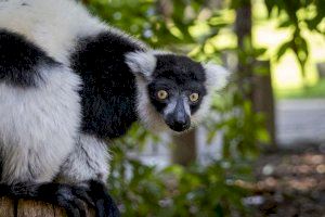 Los BIOPARC albergan la mayor variedad en España de lémures, los carismáticos primates de Madagascar en peligro de extinción