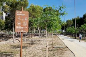 Benidorm invierte 50.000 euros en la plantación de nuevo arbolado en parques y vías urbanas