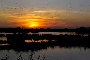 Un conocido espacio natural valenciano entra en coma y se convierte en un cementerio acuático