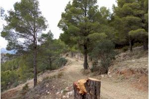 Executada una àrea tallafocs recolzada al Camí del Pinar de Calces