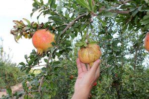 El Scirtothrips aurantii Faure ja és ací i devasta alguns fruits en la Comunitat Valenciana