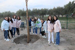 Ecovidrio i Llíria duen a terme una plantació d'arbres amb les comissions falleres després de guanyar la campanya ‘La Plantà del Vidre’