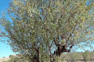 Los precios de las almendras tampoco levantan cabeza