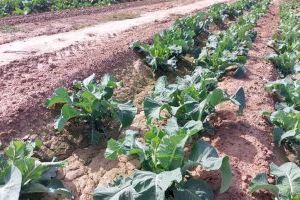 Salvados por la lluvia: La DANA permitirá volver al cereal en la Comunitat Valenciana tras un año "en blanco"