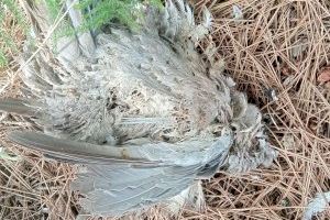 Investigan la aparición de pájaros muertos en varios municipios de Valencia