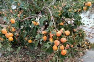 La cara amarga de la DANA: duro golpe a la agricultura valenciana con pérdidas millonarias y cultivos arrasados