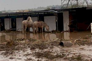 VÍDEO | Solidaridad animal tras la DANA en Valencia: miles de animales en peligro necesitan ayuda