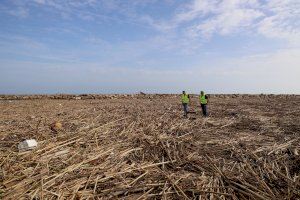 Un mar de cañas toma Cullera: "No sabemos lo que nos podemos encontrar"