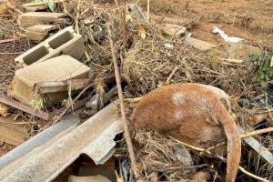 Corazones inundados de dolor: La DANA deja a miles de mascotas desamparadas