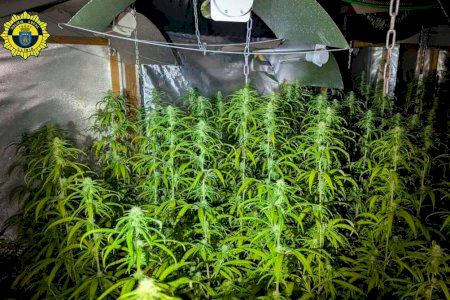 La Policia Local de Llíria incauta una plantació de marihuana després d'acudir a un avís per un incendi en una vivenda