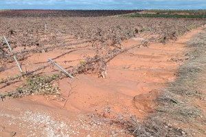 AVA-ASAJA estima que la DANA causa unas pérdidas de 1.089 millones en la agricultura valenciana