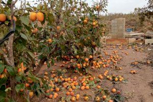 Alerta sanitària per la DANA a València: evita consumir productes cultivats en zones inundades