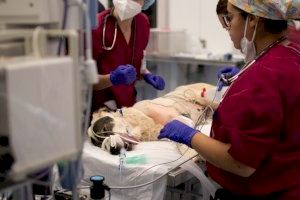 El secretario autonómico de Medio Ambiente y Territorio visita el Hospital Clínico Veterinario de la CEU UCH