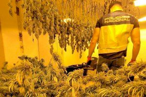 Cae el imperio de la marihuana en una vivienda de Elda