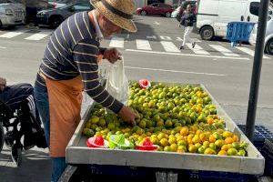 El Mercat de la Taronja ofrece todos los domingos cítricos de calidad en Almassora