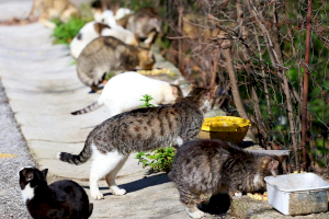 El Ayuntamiento de Sant Joan abre un registro de personas alimentadoras de gatos comunitarios en el municipio