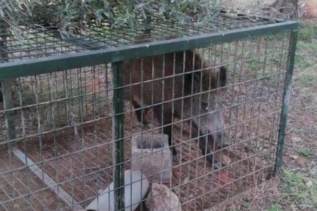 Les gàbies-parany instal·lades per l'Ajuntament d'Alcalà-Alcossebre capturen 128 senglars en els últims cinc mesos