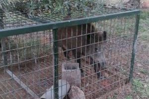 Las jaulas-trampa instaladas por  el Ayuntamiento de Alcalà-Alcossebre capturan 128 jabalíes en los últimos cinco meses