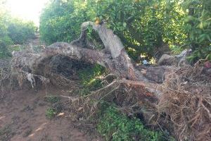 Golpe a varias frutas y verduras: Estos son los cultivos más arrasados por la DANA de Valencia