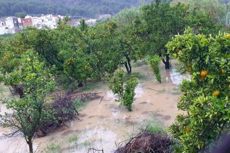 Alerta por la llegada de la Phytophthora spp en las zonas afectadas por la DANA en Valencia: ¿qué es este pseudohongo?