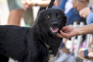 La Fundación BIOPARC habilita una plataforma para canalizar la ayuda económica dirigida a los animales afectados por la DANA en Valencia