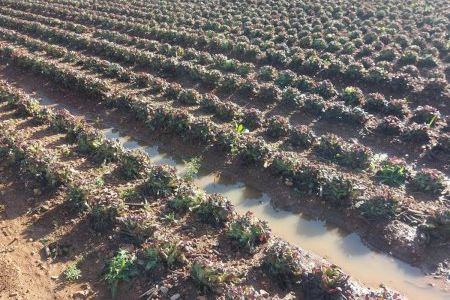 Desastre agrícola en Castellón: la segunda DANA golpea con fuerza al sector primario y provoca pérdidas millonarias