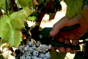 La DO Valencia pone en valor el legado de la tierra en el XXIV Salón de los Mejores vinos de España