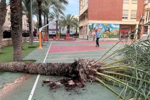 Elche retira las palmeras y árboles en mal estado de los centros educativos